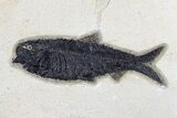 Diplomystus Fossil Fish With Two Knightia - Wyoming #179307-1